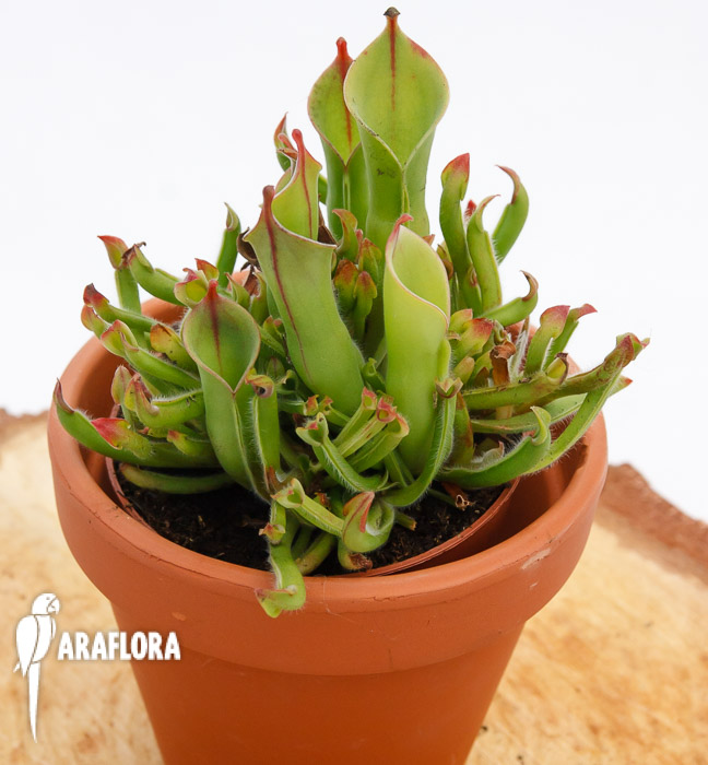 Heliamphora minor