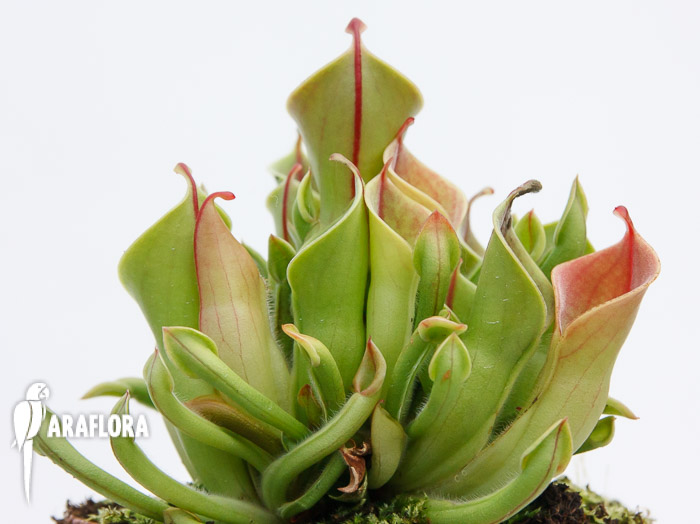 Heliamphora x heterodoxa x minor