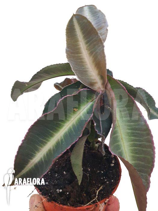 Labisia pumila &lsquo;XL&rsquo;