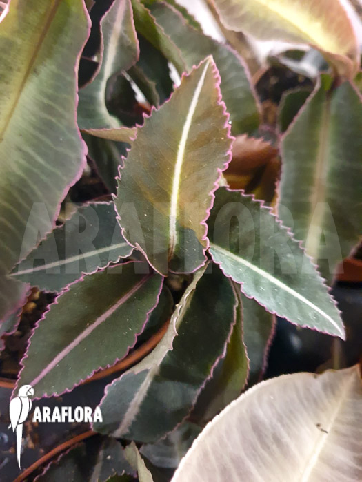 Labisia pumila &lsquo;XL&rsquo;