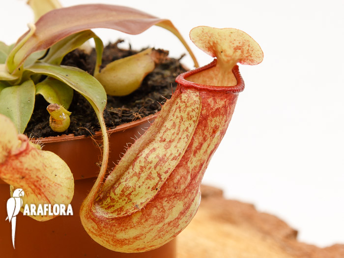 Nepenthes x &lsquo;Gaya&rsquo;