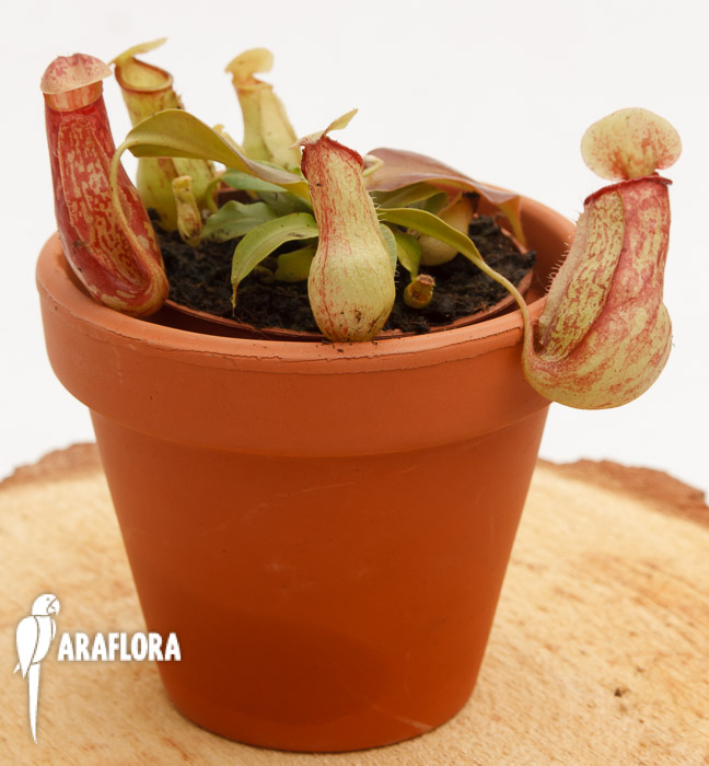 Nepenthes x &lsquo;Gaya&rsquo;