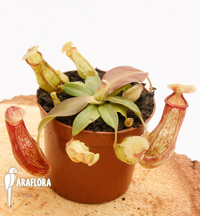 Nepenthes x &lsquo;Gaya&rsquo;