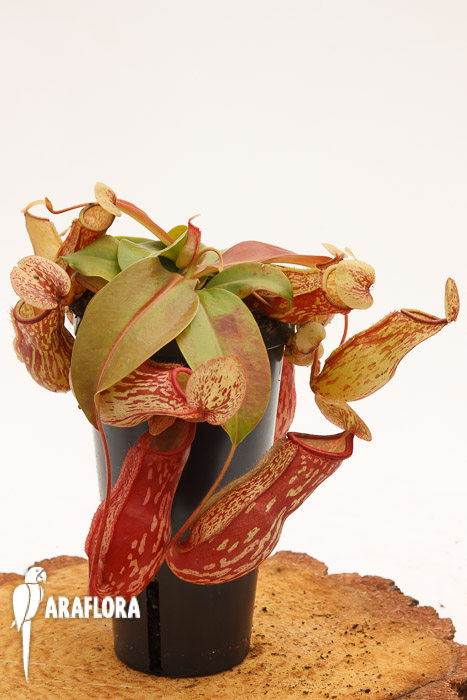 Nepenthes x &lsquo;Gaya&rsquo;