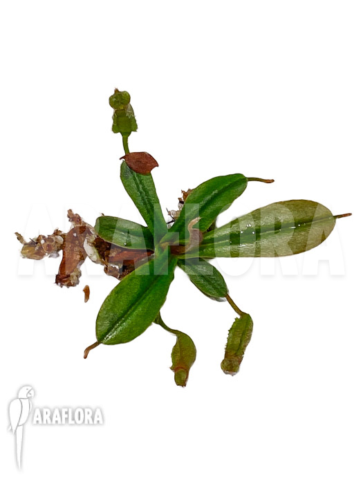 Nepenthes vieillardii &lsquo;Starter&rsquo;