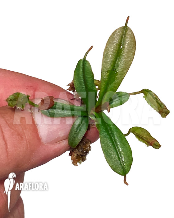 Nepenthes vieillardii &lsquo;Starter&rsquo;