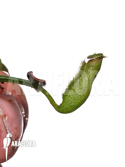 Nepenthes vieillardii &lsquo;Starter&rsquo;