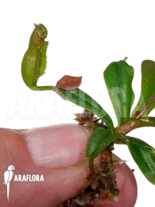 Nepenthes vieillardii &lsquo;Starter&rsquo;