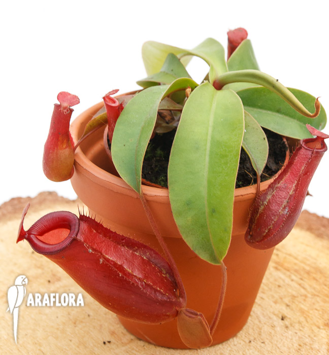 Nepenthes x &lsquo;Bloody Mary&rsquo; &lsquo;M&rsquo;