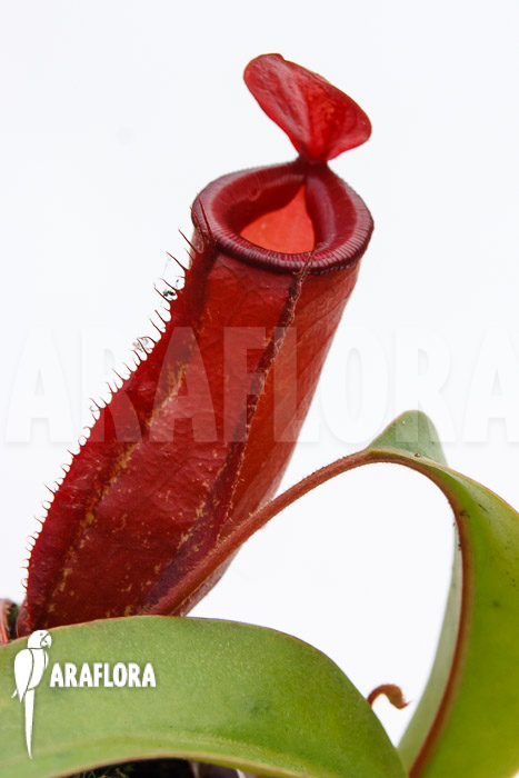 Nepenthes x &lsquo;Bloody Mary&rsquo; &lsquo;M&rsquo;