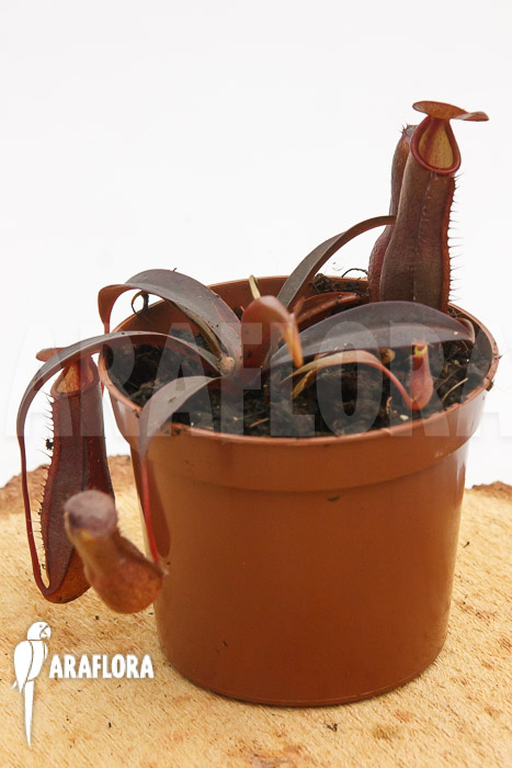 Nepenthes x &lsquo;Rebecca Soper&rsquo;
