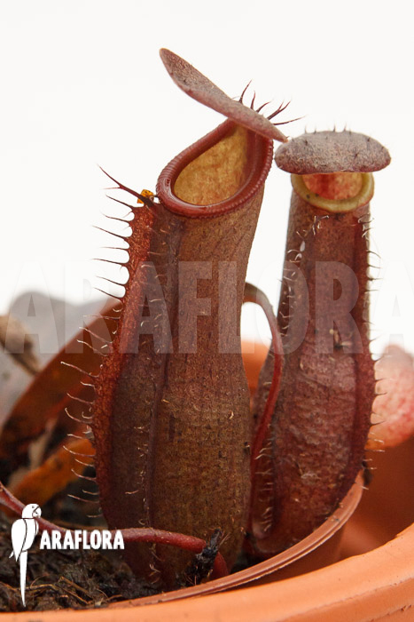 Nepenthes x &lsquo;Rebecca Soper&rsquo;