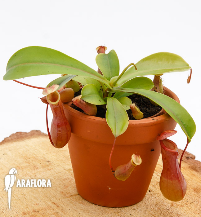 Nepenthes x ventrata