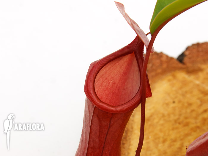 Nepenthes x ventrata &lsquo;L&rsquo;