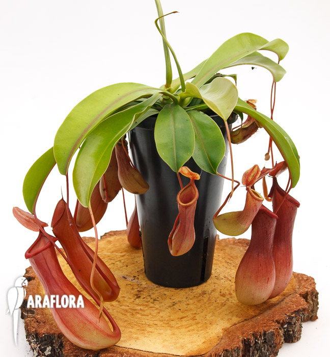 Nepenthes x ventrata &lsquo;L&rsquo;