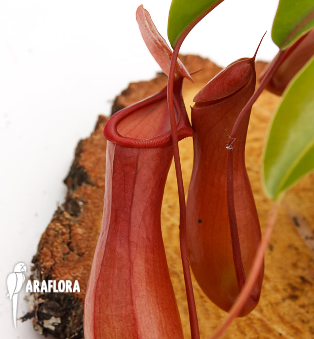Nepenthes x ventrata &lsquo;L&rsquo;