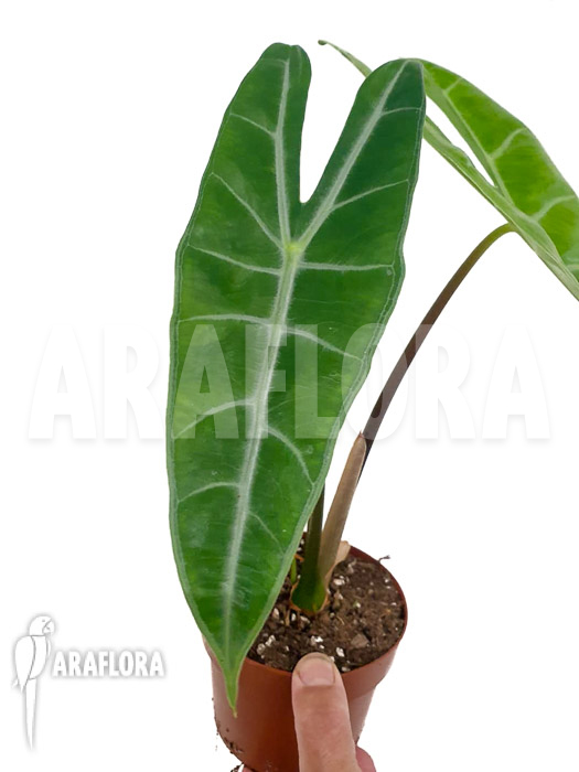 Philodendron longiloba