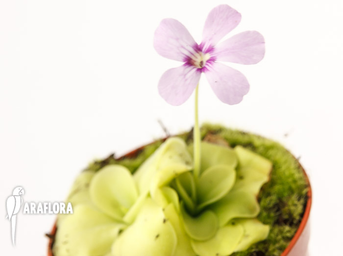 Pinguicula x &lsquo;Tina&rsquo;