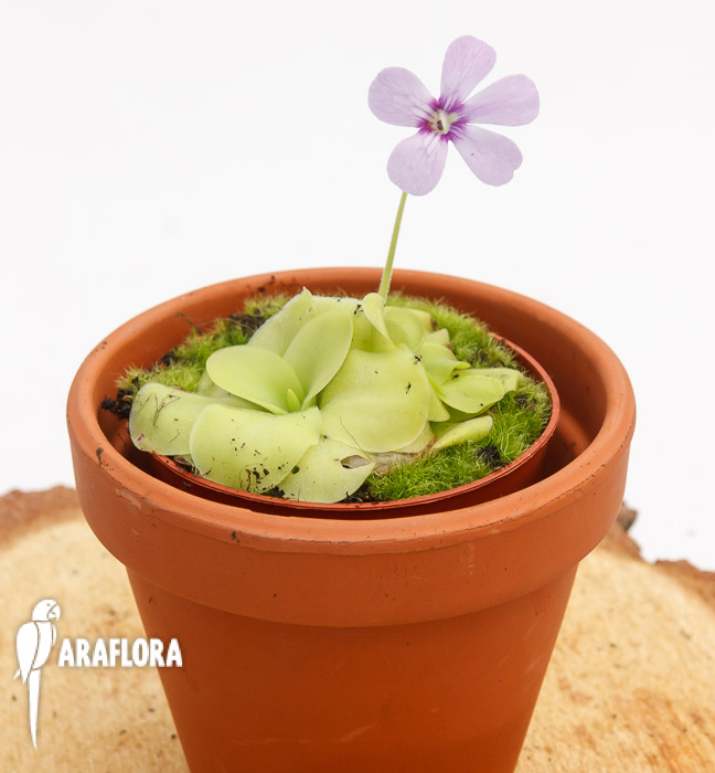Pinguicula x &lsquo;Tina&rsquo;