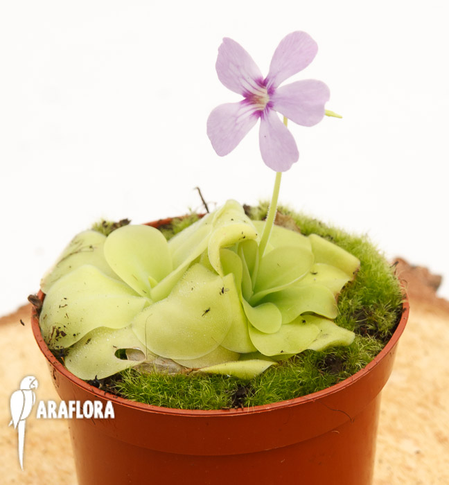 Pinguicula x &lsquo;Tina&rsquo;