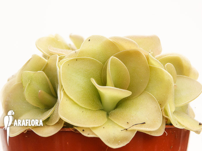 Pinguicula x &lsquo;Weser&rsquo;