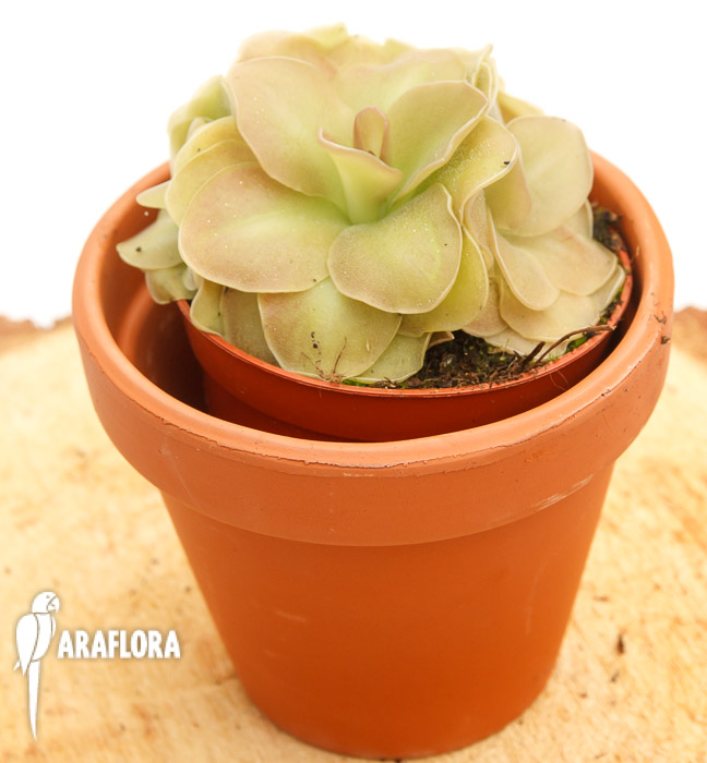 Pinguicula x &lsquo;Weser&rsquo;