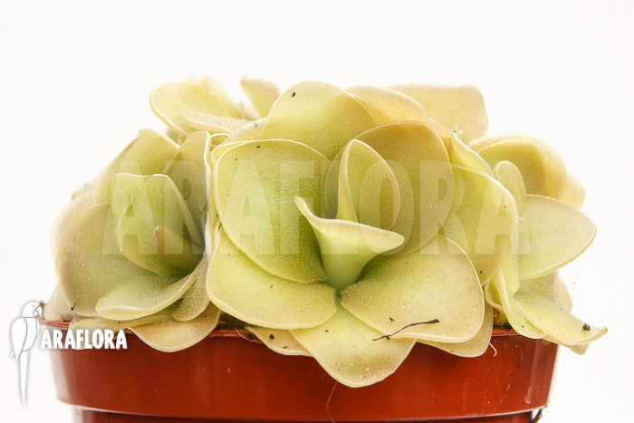 Pinguicula x &lsquo;Weser&rsquo;