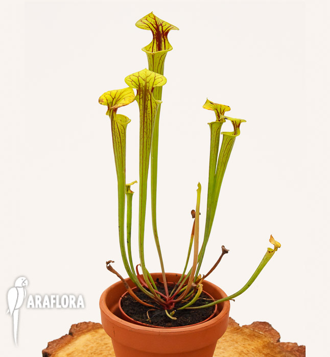 Sarracenia flava &lsquo;Redneck&rsquo;