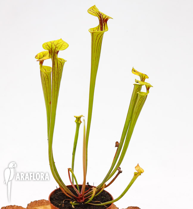 Sarracenia flava &lsquo;Redneck&rsquo;
