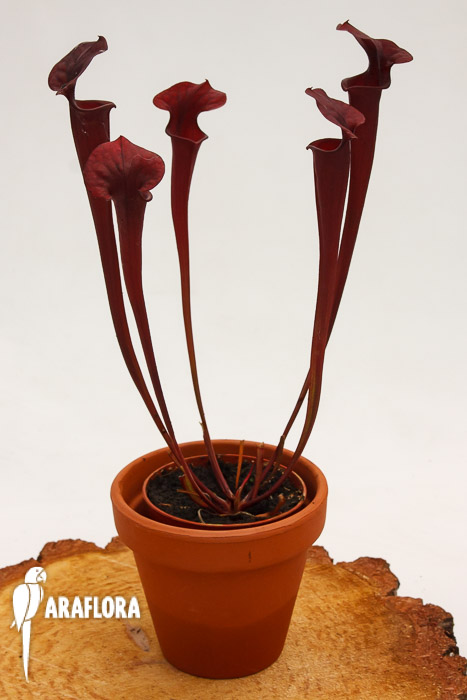 Sarracenia flava var. Rubricorpora