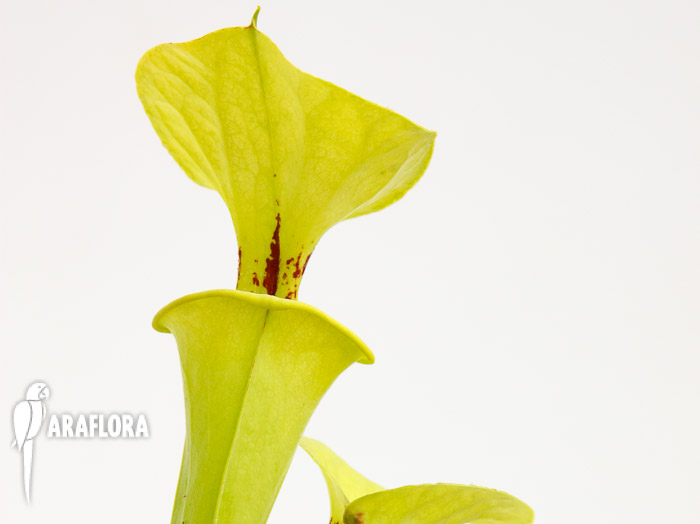 Sarracenia flava var. Rugelii