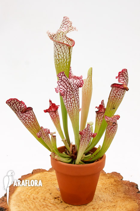Sarracenia leucophylla &lsquo;Red mouth&rsquo;