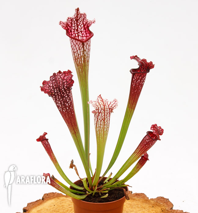 Sarracenia leucophylla &lsquo;Red mouth&rsquo;