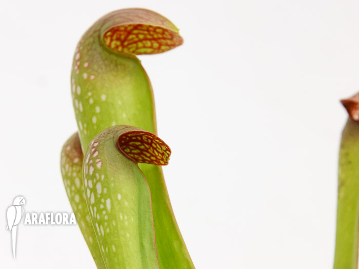 Sarracenia minor