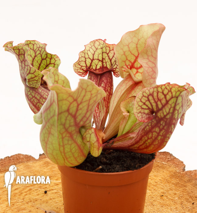 Sarracenia purpurea var. venosa