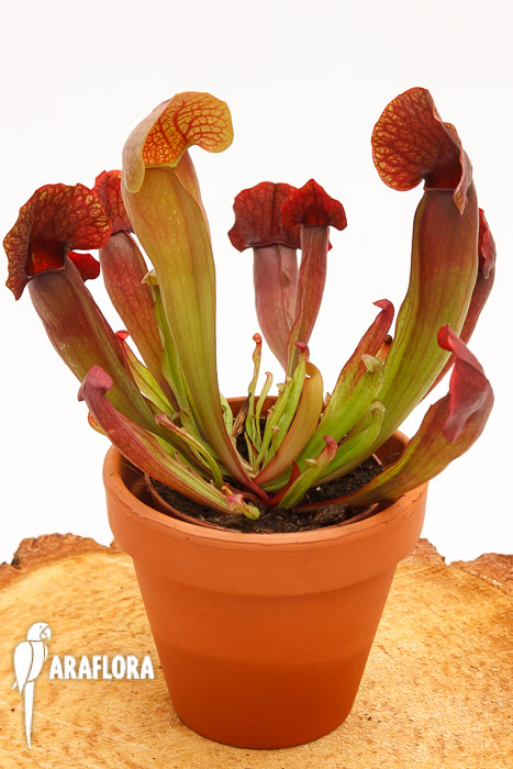 Sarracenia x &lsquo;Barbapapa&rsquo;