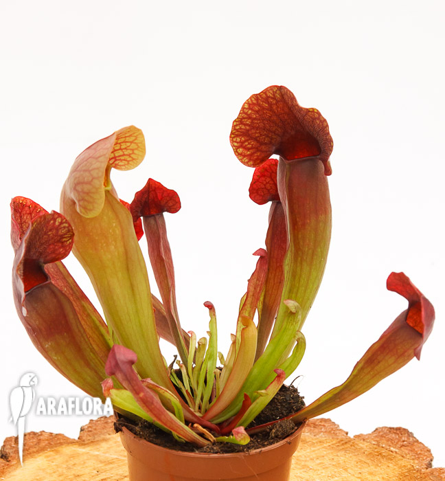Sarracenia x &lsquo;Barbapapa&rsquo;