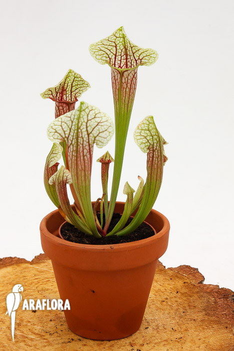 Sarracenia x &lsquo;Eva&rsquo;