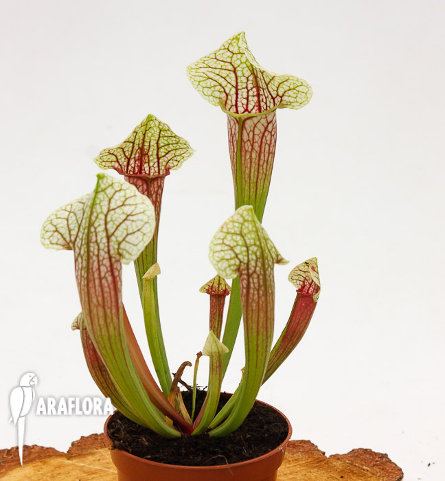 Sarracenia x &lsquo;Eva&rsquo;