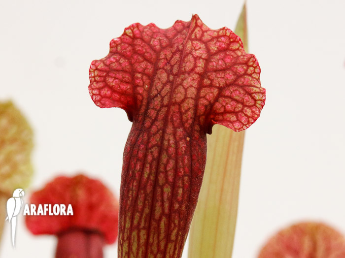 Sarracenia x &lsquo;Fiona&rsquo;