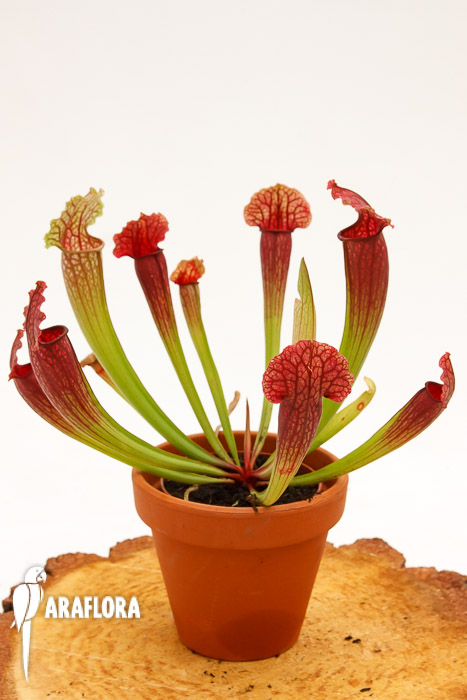 Sarracenia x &lsquo;Fiona&rsquo;