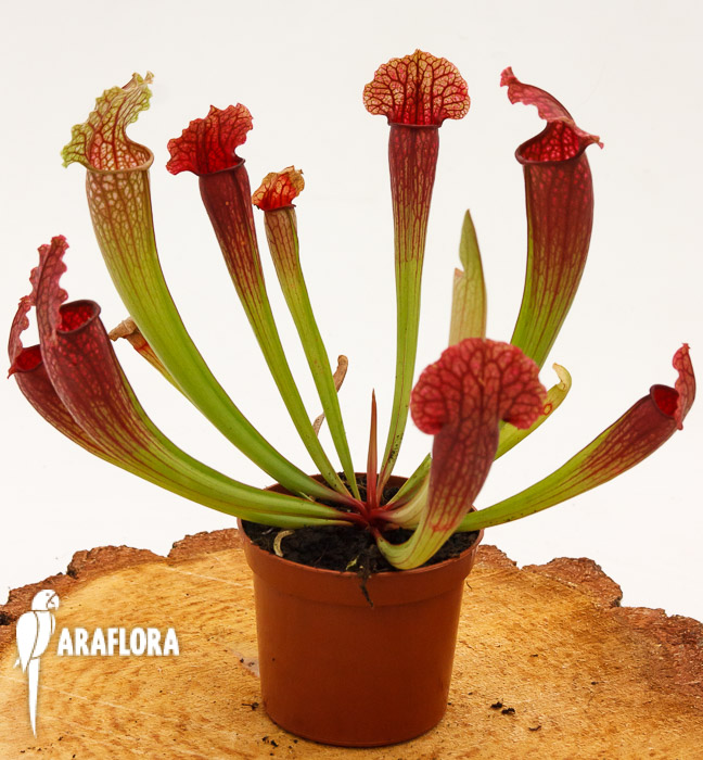 Sarracenia x &lsquo;Fiona&rsquo;