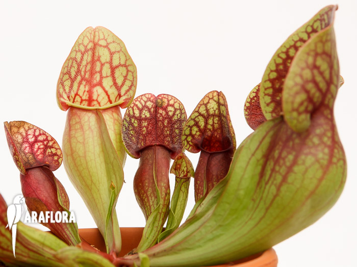 Sarracenia x &lsquo;Hans&rsquo;