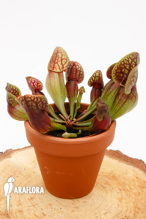 Sarracenia x &lsquo;Hans&rsquo;