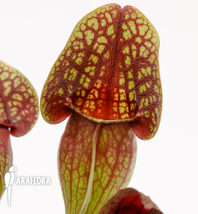 Sarracenia x &lsquo;Hans&rsquo;