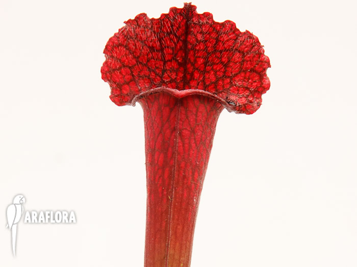 Sarracenia x &lsquo;juthatip Soper&rsquo;