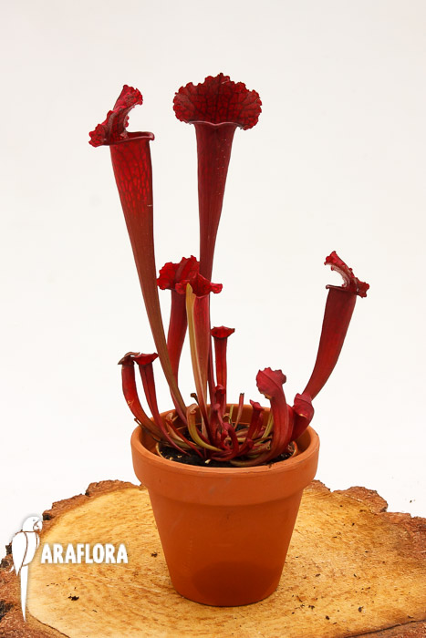 Sarracenia x &lsquo;juthatip Soper&rsquo;