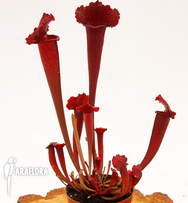 Sarracenia x &lsquo;juthatip Soper&rsquo;