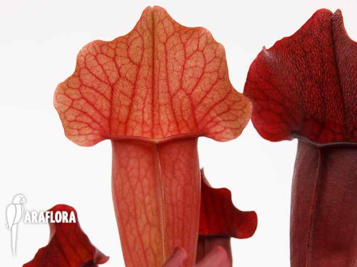 Sarracenia x &lsquo;Maroon&rsquo;