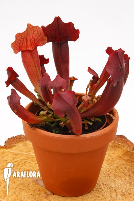 Sarracenia x &lsquo;Maroon&rsquo;